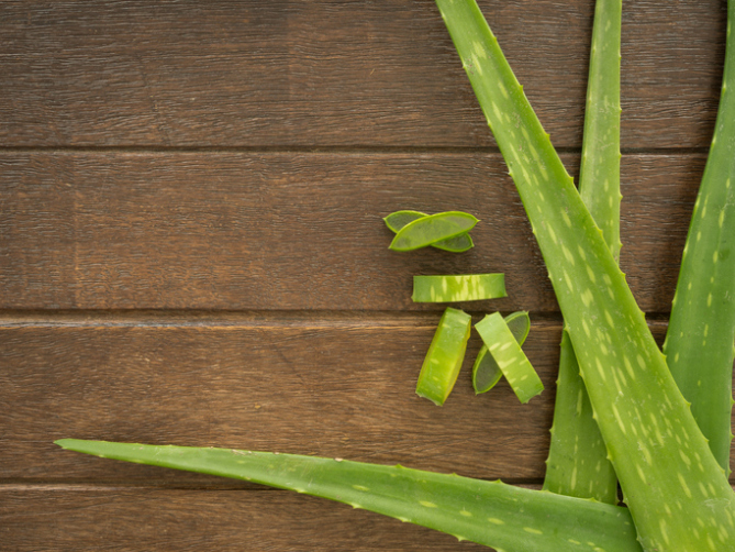 aloe vera