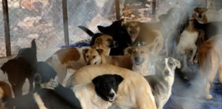 Španjolska je osudila direktoricu azila na zatvor zbog zvjerskog ubijanja više od 2.000 zdravih pasa i mačaka azil spanjolska