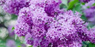 Jorgovan je lijek za probavu i temperaturu, tjera i zle duhove jorgovan