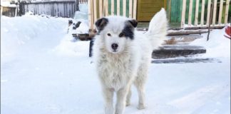 Kad su psi bolji od ljudi: Čuvao bebu i spasio je od smrzavanja pas najbolji