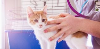 temperatura ljubimac