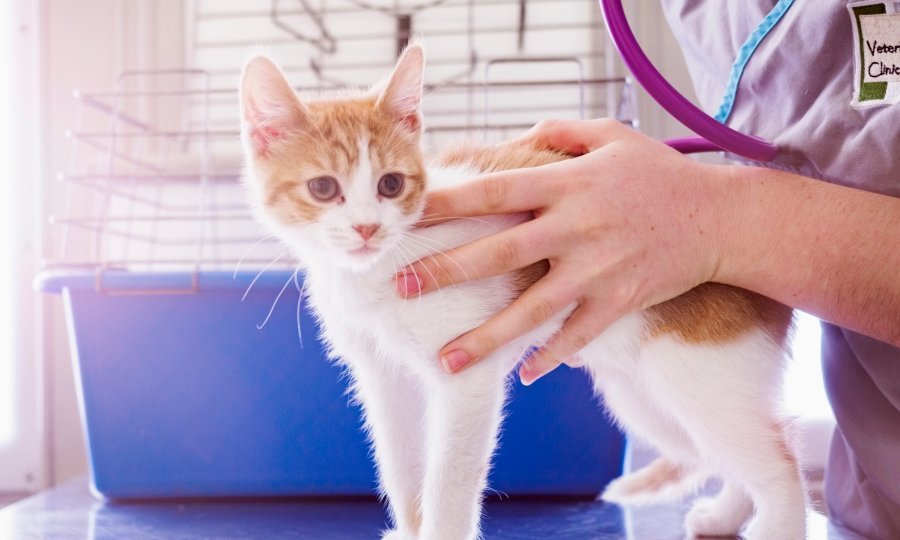 temperatura ljubimac