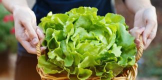 Ova salata djeluje čudotvorno: Uklanja bol i nesanicu, smiruje vrtna salata