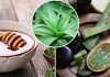 aloevera