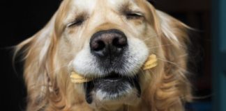 dijeta kucni ljubimci