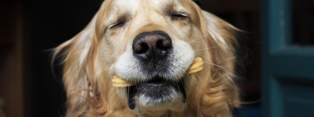 dijeta kucni ljubimci