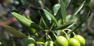 Masline u borbi protiv raka, jedite ih svaki dan ili napravite ovaj čaj maslina caj