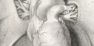 studija srcani udari