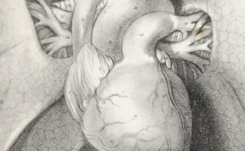 studija srcani udari