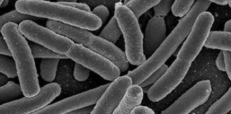 antibiotik bakterija