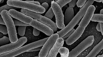 antibiotik bakterija