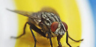 Kako se riješiti muha: Uz ove prirodne načine i trikove moći ćete uvijek imati otvorene prozore borba protiv muha