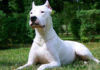 Dogo argentino: Veliki i umiljati psi koji će vas neizmjerno voljeti, a i dobri su s djecom dogo argentino