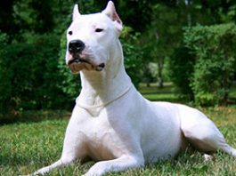 dogo argentino