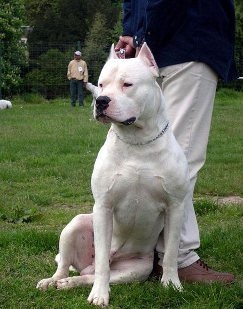 dogo argentino1