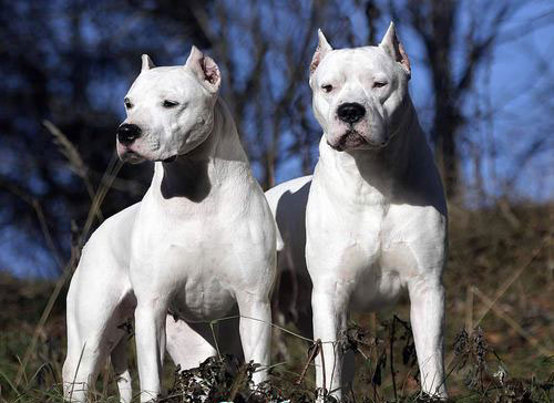 dogo argentino2