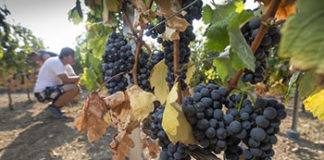 Donosimo vam zanimljivosti o grožđu: znate li da samo tri decilitra soka smanjuju rizik od srčanog udara? grozde