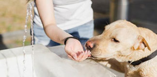 ljeto ljubimci1.jpeg