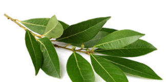 Ljekovita svojstva lovora lovor