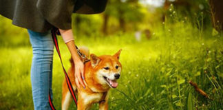 Talijanka dobila dva dana plaćenoga godišnjeg za njegu bolesnog psa pas odmor