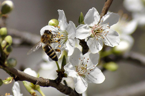 privljacenje kukaca1