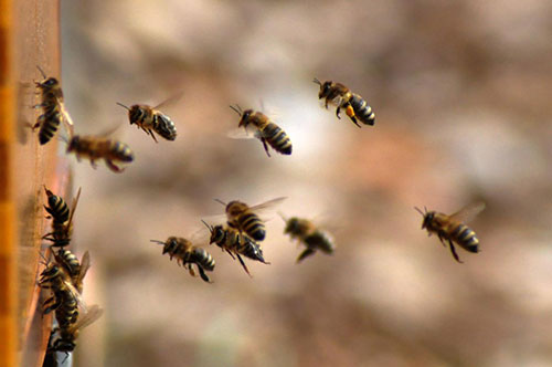 privljacenje kukaca2