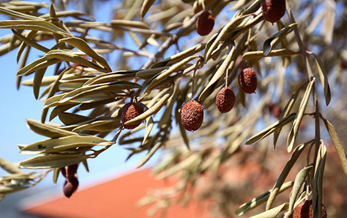 susa maslinovo ulje1