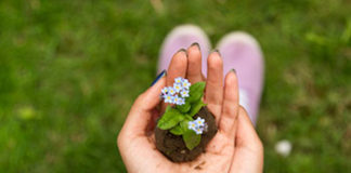 Cvijeće koje se sadi u jesen cvijece jesen