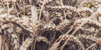 Što je gluten? gluten simptomi