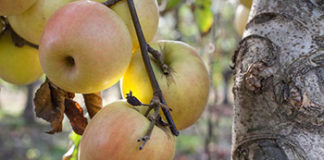 Znanstvenici savjetuju kako najbolje isprati pesticide s voća pranje pesticida