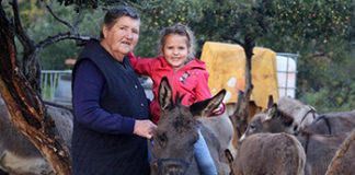 Ruža iz Tribunja: ‘Kad masline berem, sve me prestane boljeti’ ruza ferara