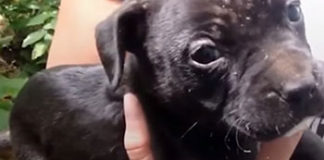 Kujica je strpljivo čekala da volonteri spase njezine bebe iz oronule kuće spasene kujice