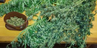 marihuana oruzje