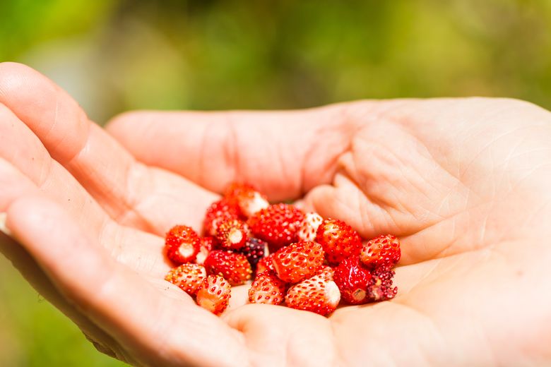 iStock 000073015171 Large