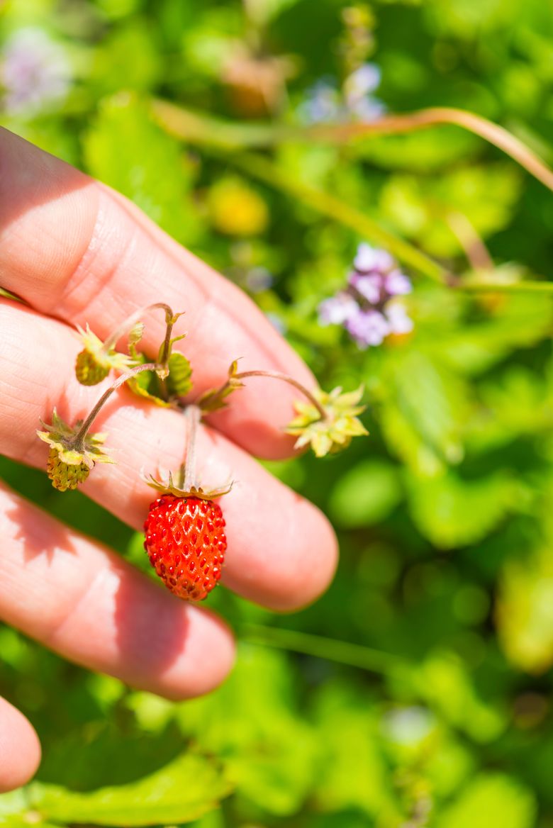 iStock 000073015401 Large