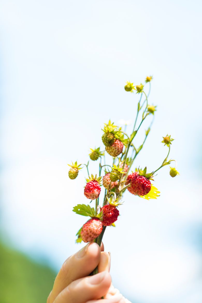 iStock 000073015551 Large