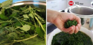 RECEPT ZA SIRUP OD KOPRIVE: