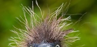 Kako preživjeti s mirovinom ?!?