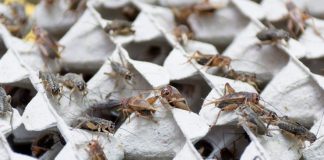 ‘NA KORAK SMO OD MASOVNOG IZUMIRANJA!’