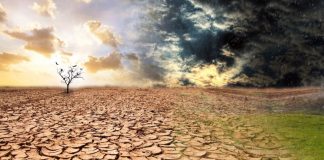 Znanstvenici: ‘U tijeku je šesto masovno izumiranje vrsta u povijesti Zemlje, jasno je tko je glavni krivac’