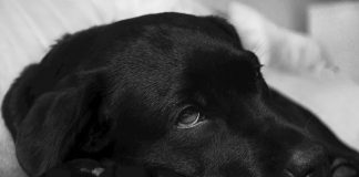 Može li vaš ljubimac oboljeti od koronavirusa?