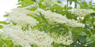 Ovo je Božja biljka…