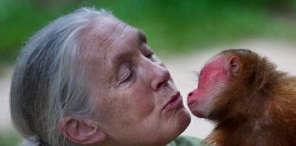 ‘Sječa šuma, lov na životinje i njihova konzumacija – sve to dovelo je do katastrofe’