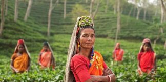 Indijci posadili 66 milijuna stabala