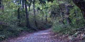 Sačuvajmo šume Suneve_zrake_na_stazi