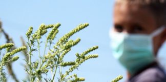 Je li ova kontroverzna teorija otkrila pravi razlog zbog kojeg ljudi imaju alergije? Alergija Ambrozija