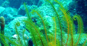 Prehrana stanica i njihovi dodaci alge5