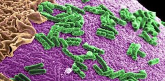 Usporava proces starenja bakterije