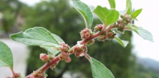 Ova biljka spašava….. biljkab