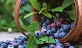 Borovnice štite od demencije i čuvaju vid borovnice3